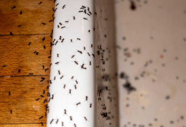 Best Commercial Pest Control Services  in Dunlap, TN