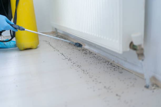Best Termite Control Services  in Dunlap, TN